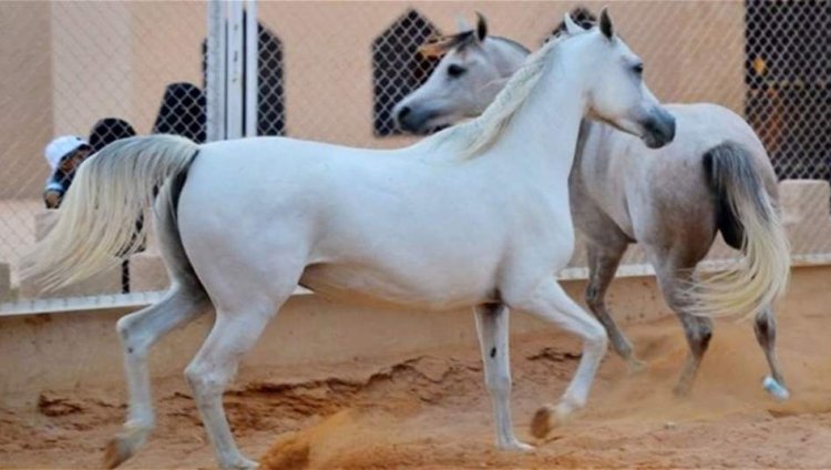 رسمياً.. العراق ينضم لمنظمة "أيكاهو" للخيول العربية
